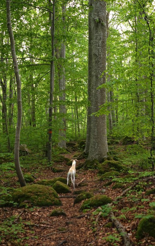 Hund i bokskogen på Omberg, Östergötland.